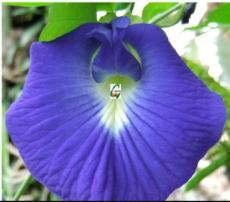 100PCS clitoria ternatea Ethnic aparajita Butterfly Pea or Blue clitoria Flower Seeds