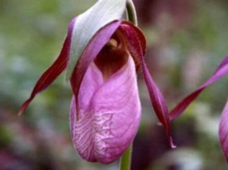 100PCS Pink Lady's Slipper Moccasin Flower (Cypripedium acaule) Orchid Seeds