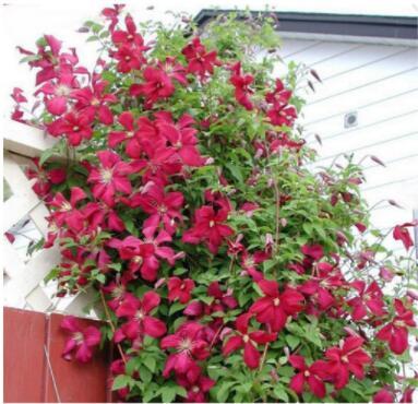 100PCS Clematis Climbing Plants Seeds Red Color