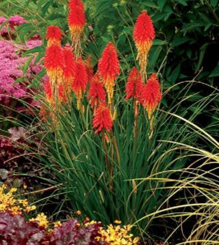 100PCS Kniphofia ’Flaming Torch Lily’ Seeds Red Hot Poker