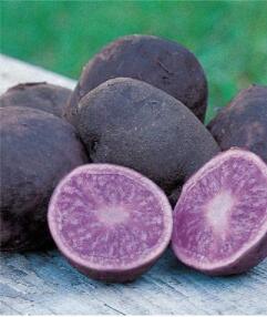 100PCS Potato Seeds Purple Color