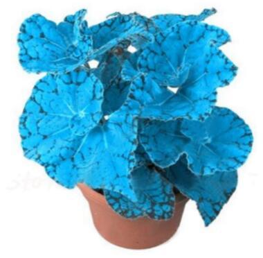 100PCS Plectranthus Coleus Seeds Bluish Blue Color