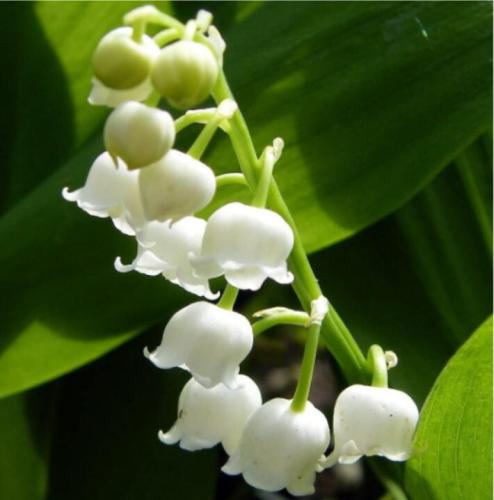 10PCS White Lily of the Valley - Convallaria - Great for Shade!