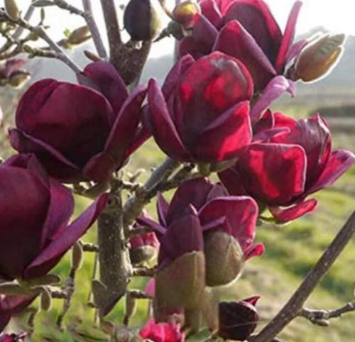 10PCS Purple Magnolia liliiflora Seeds