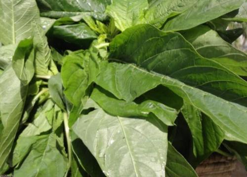 Jamaican CALLALOO Seeds (Edible Amaranth) Real Jamaican Organic Heirloom