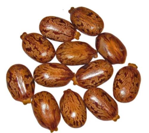 100PCS Castor Bean Seeds