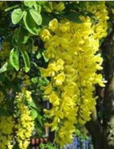 100PCS Golden Chain Tree Seeds Laburnum Anagyroides Yellow Flower