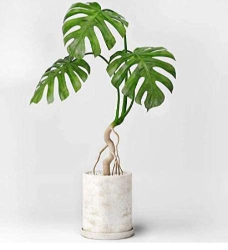 100pcs Monstera obliqua Seeds Flower Pot Plants Decor Pot Garden Turtle