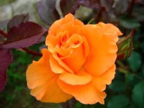 100PCS Orange Rose Seeds