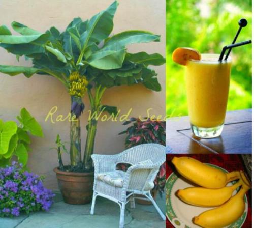 100PCS Edible Banana Tree ‘Dwarf Lady Finger’ (Musa acuminata) Seeds