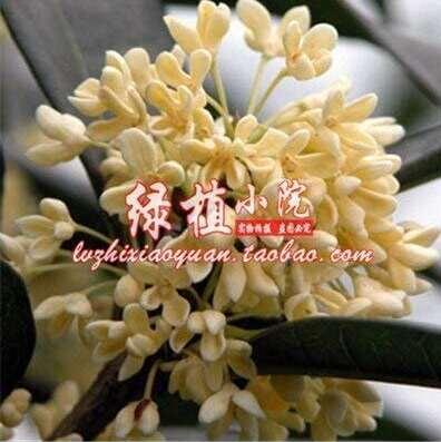 10PCS Sweet-scented Osmanthus Flower Seeds Yellow Color