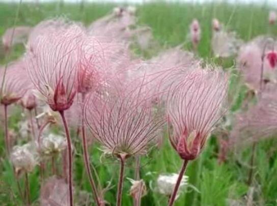 100PCS Geum triflorum Seeds Prairie smoke Flowers