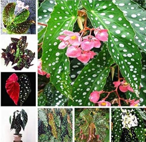 100PCS Mixed Begonia Flowers Seeds