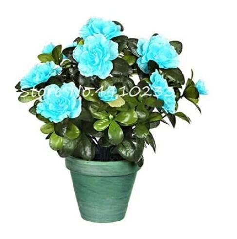 100PCS Bonsai Rhododendron Azalea Flower Seeds - Bluish Green Color