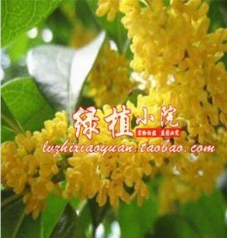 10PCS Sweet-scented Osmanthus Flower Seeds Dark Yellow Color