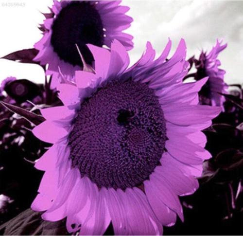 100PCS Purple Giant Sunflower Helianthus annuus Seeds