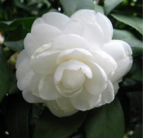 10PCS White Camellia Flowers Seeds Double Flowers