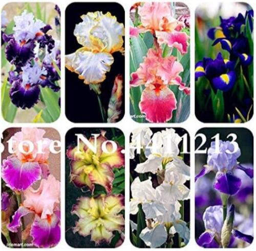 100PCS Iris Tectorum Seeds Mixed 9 Colors