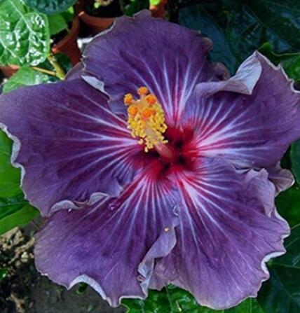 20PCS Giant Purple Hibiscus Flower Seeds