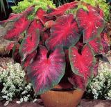 100PCS ShadeLoving Caladium Indoor Plant Seeds Rose Red Color with Green Edge