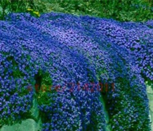 100PCS Dark Blue  Creeping Thyme Seeds ROCK CRESS Ground Cover Flower
