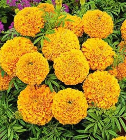 200PCS African Marigold Flowers Orangish Yellow Color