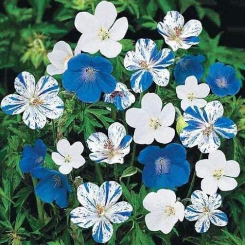 100PCS 'Old Shoes or roof Tiles ' Seeds Hardy Perennial Pot Flowers Blue White Bi-color Stripes