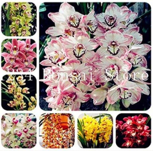 100PCS Mixed 8 Colors Rare Cymbidium Orchid Plant Seeds