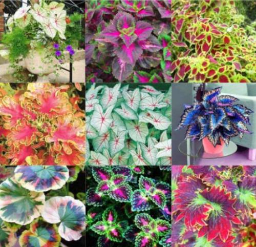 100PCS Coleus Blumei Seeds Mixed 9 Colors