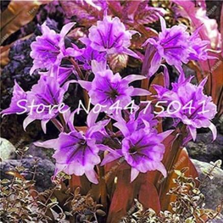 100PCS Spider Lily Flowers Seeds Purple Color