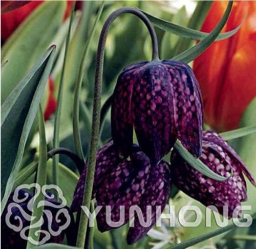 100PCS Snake's Head Persian Fritillary Bonsai Fritillaria Meleagris Seeds - Blackish Purple Color
