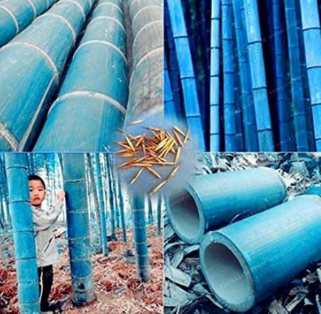 20PCS Chinese Blue Bamboo Seeds MOSO Bamboo Huge Mao Bamboo