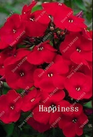 100PCS Phlox Drummondii Seeds Dark Red Flowers