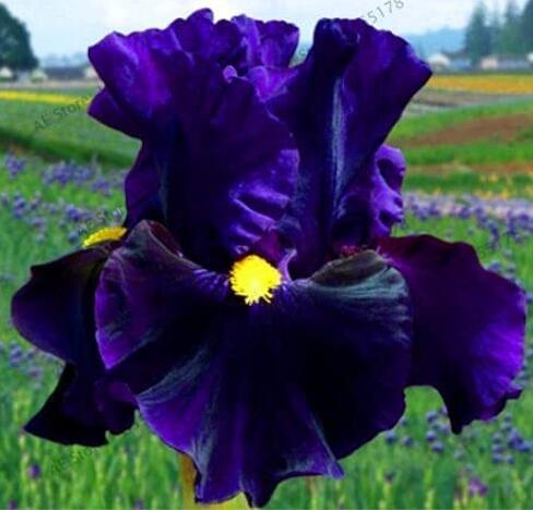 50PCS Iris Plantas Seeds - Blackish Purple Double Flowers