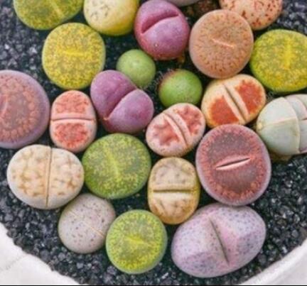 100PCS Mix Living Stone Plants Seeds