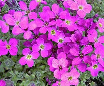 200PCS Creeping Thyme Seeds Rock CRESS Plant - Pink Flowers