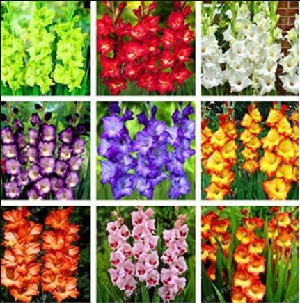 20PCS 9 Colors Gladiolus Seeds