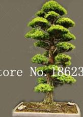 20PCS Evergreen Cedar Tree Seeds