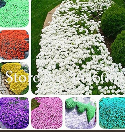 100PCS Rock CRESS Seeds Creeping Thyme Flores Mixed 9 Colors