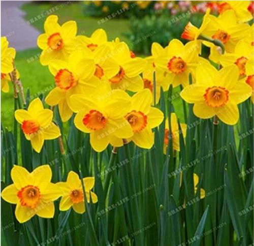 100PCS Narcissus Flowers Seeds