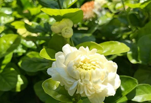 100PCS Jasmine Seeds 'Grand Duke of Tuscany' White Fragrant Double Flowers