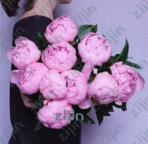 20PCS Peony Flower Seeds Pink Double Flowers