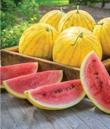 100PCS Watermelon Seeds Yellow Skin Red Inside