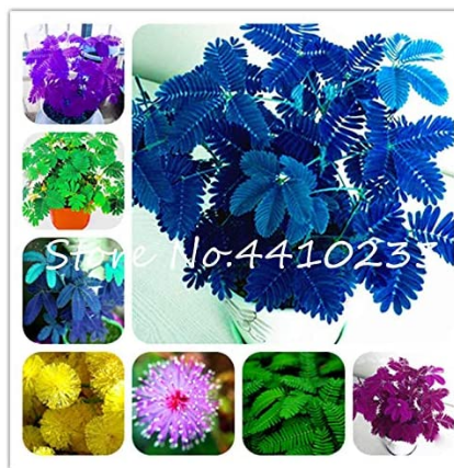 100PCS Colorful Mimosa Seeds Mixed 8 Colors Flowers