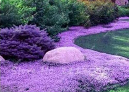 200PCS Creeping Thyme Seeds Rock CRESS Plant - Light Purple Flowers