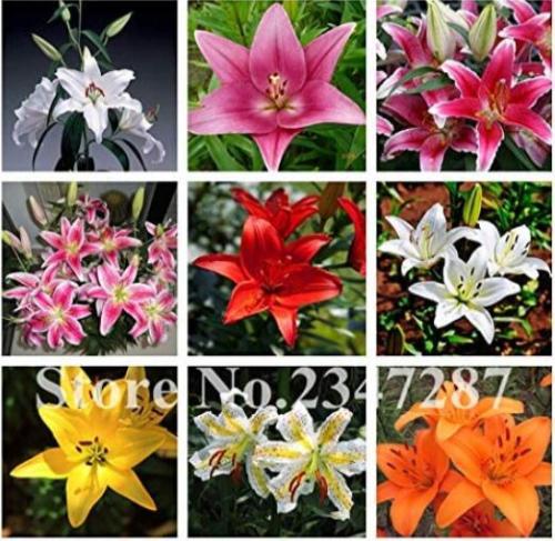 120PCS Beautiful Lily Flower Seeds Mixed 9 Colors