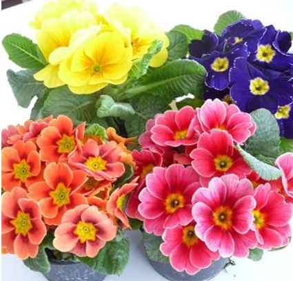 100PCS European Primrose Flower Seeds Mixed Colors