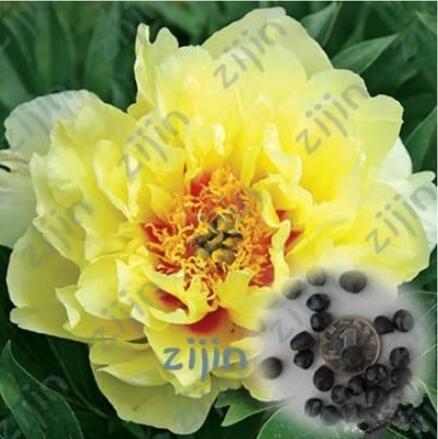 20PCS Rare Chinese Peony Seeds - Bright Yellow Double Flowers