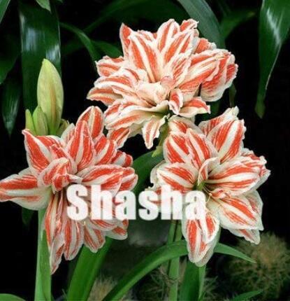 100PCS Amaryllis Seed Not Bulbs - White Light Red Stripes Double Flowers