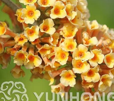 100PCS Buddleja lindleyana Seeds Orangish Yellow Flowers
